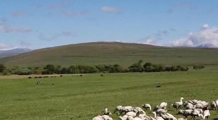 YABAN DOMUZU SÜRÜSÜ, KAZLARIN YANINDAN GEÇERKEN GÖRÜNTÜLENDİ