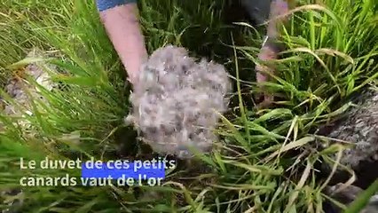 En Islande, le trésor des plumes les plus chères du monde