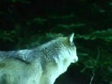 Der Traum eines Wolfes - MyVideo
