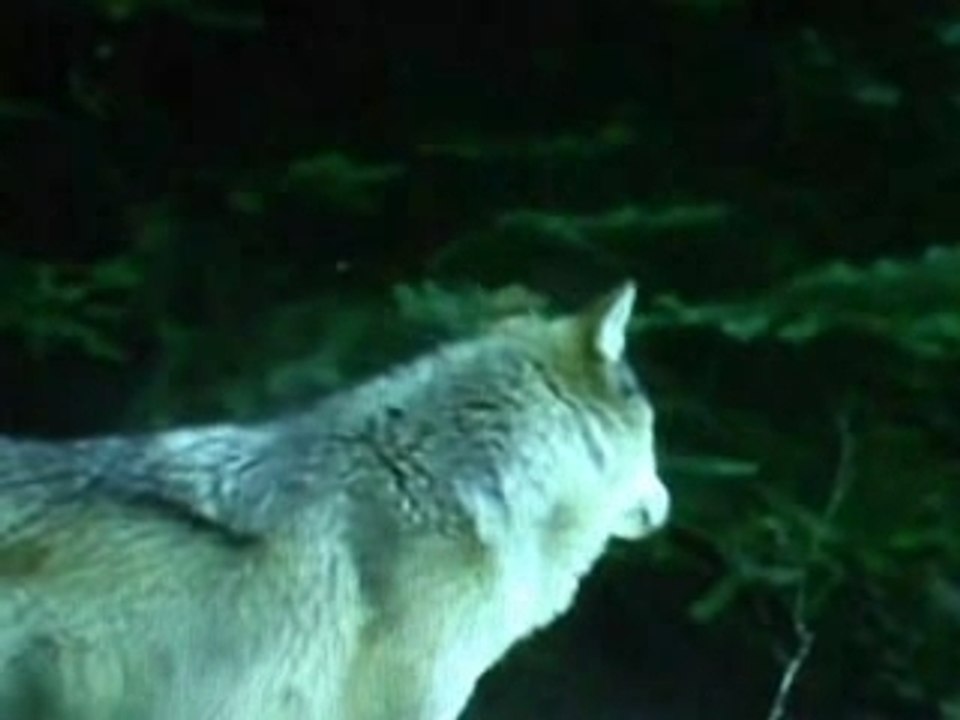 Der Traum eines Wolfes - MyVideo