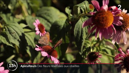 Abeilles : les agriculteurs à la rescousse