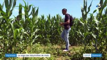 Ille-et-Vilaine : un labyrinthe dans un champ de maïs