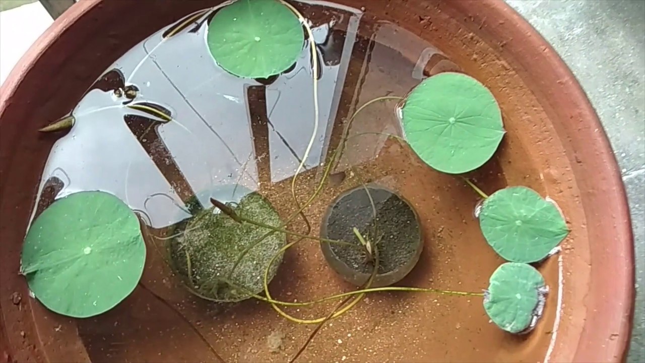 How to grow Lotus plant from seeds in pot? II A step by step guide- part 1