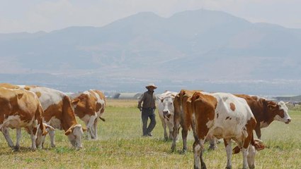 7 lira maaşla çalışacak yerli çoban bulamıyorlar