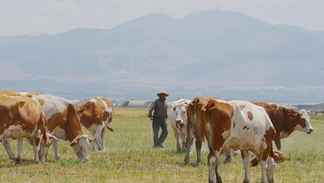 7 lira maaşla çalışacak yerli çoban bulamıyorlar