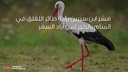 تفسير رؤية طائر اللقلق في المنام بالتفصيل