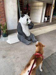 Barking Shiba Creates 'Panda'monium