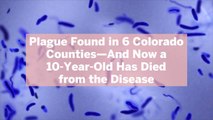 Plague Found in 6 Colorado Counties—And Now a 10-Year-Old Has Died from the Disease