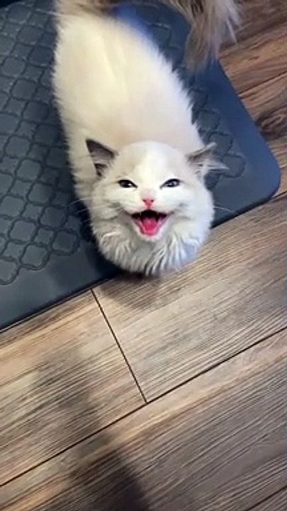 Tulip the Hungry Kitten Yells for Breakfast