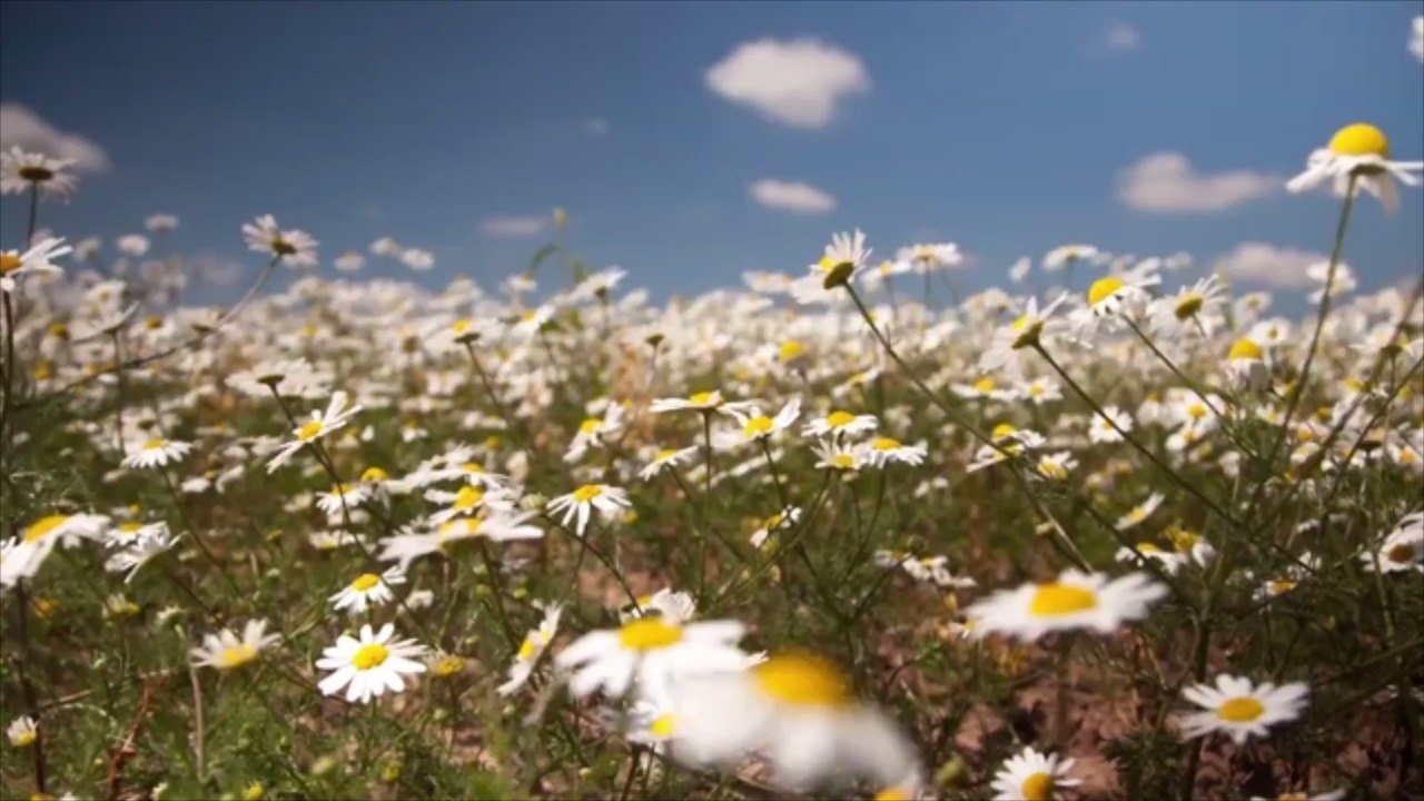 Use Chamomile as a Summer Ground Cover To Carpet Your Lawn in Flowers