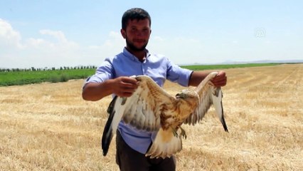 KONYA - Koyun otlatan çoban, yaralı bulduğu kartalı köpek saldırısından kurtardı