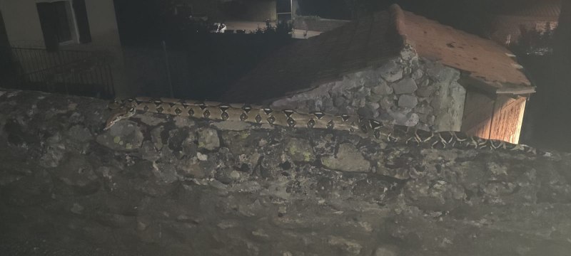 Les pompiers ardéchois de Satillieu nez-à-nez avec un boa de deux mètres !