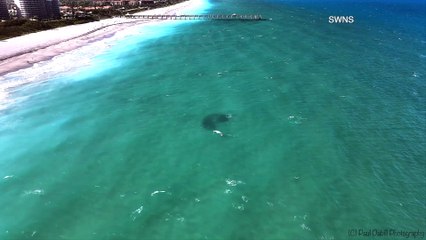 Drone Records Blacktip Shark Chasing School of Blackfish!