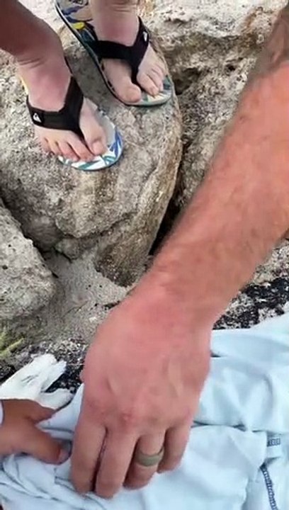 Tangled Egret Freed from Fishing Wire