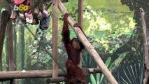Going Ape! Israeli Zoo Welcomes Birth of Endangered Great Ape!