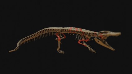 Descubren en la Patagonia chilena restos de un cocodrilo de 148 millones de años