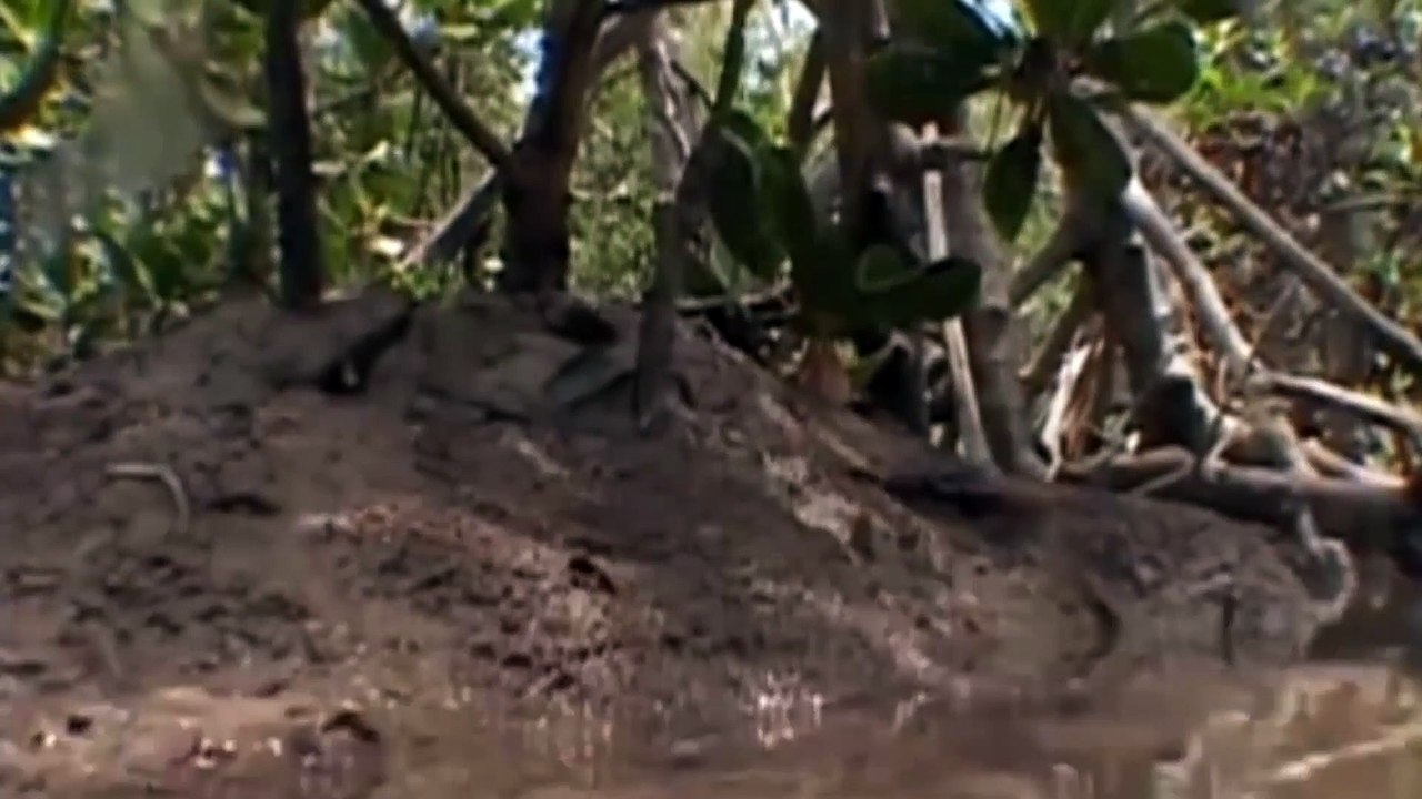 The Incredible Lives of Ants  Attenborough Life in the Undergrowth