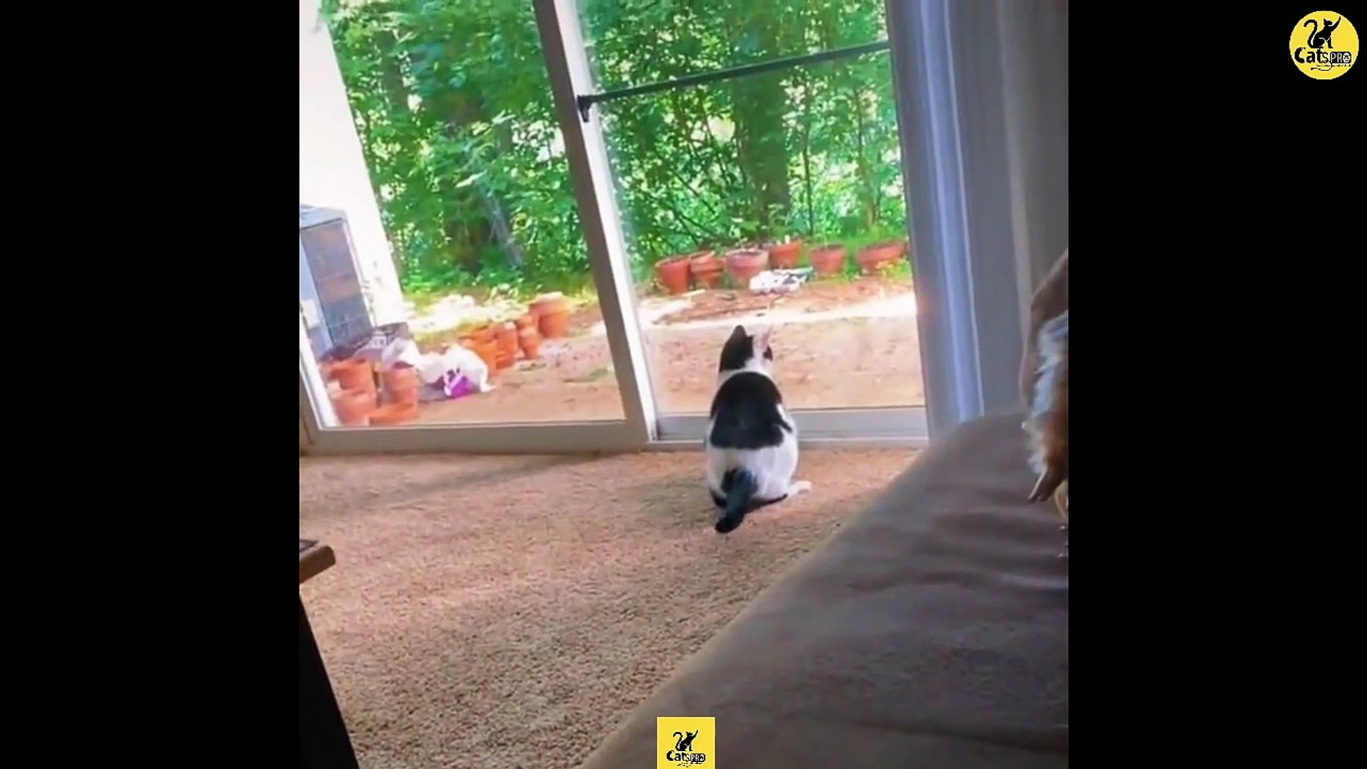 Cats | Funny & Cute Cats | Cats PRO | Cats Video compilation 12