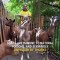 Goats Act As Living Weed Wackers In Overgrown NYC Park