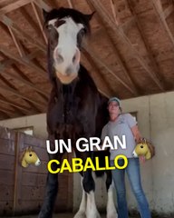 Uno de los caballos más altos del mundo