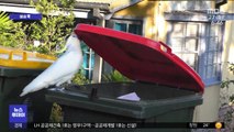 [이슈톡] 쓰레기통 여는 호주 시드니 유황앵무들