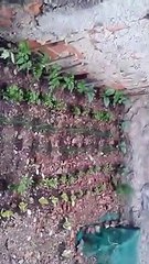 "E PODE? HORTALIÇAS ORGÂNICAS MEIO A PEDREGULHOS