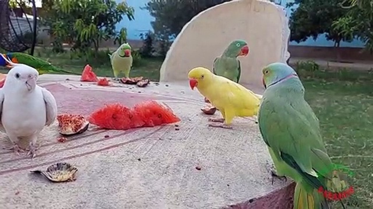 03.Super Cute and Amazing Parrots_Trim_Trim