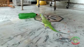 01.Funny Indian Ringneck Parrot Playing with Water Bottle