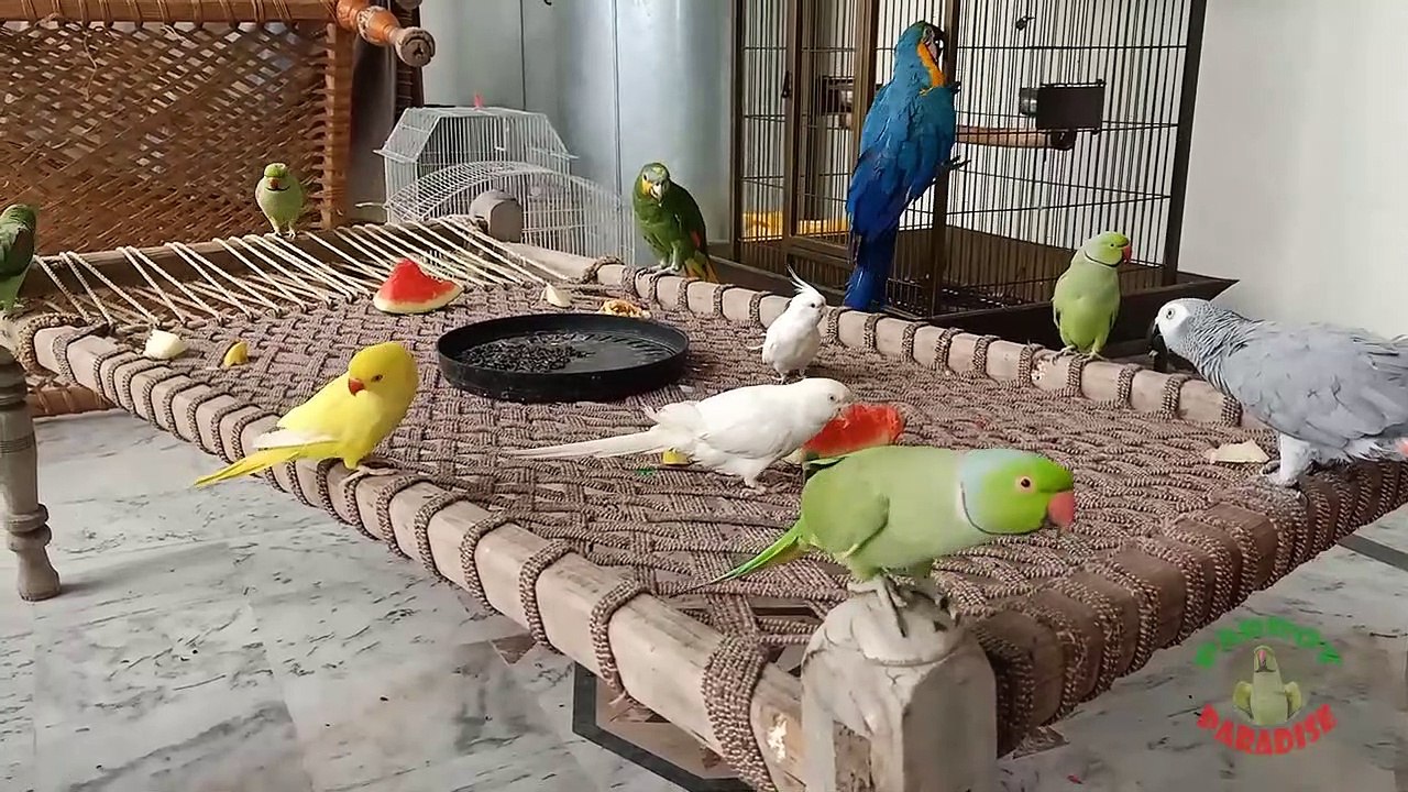 02.Funny and Cute Parrots Meeting on Charpai