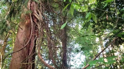 A day for lettuce soup after a long walk in the woods picking wild clover, dandelion, and plantain.