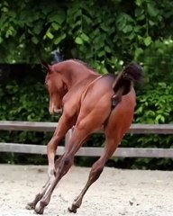 Arabian Great Horses on Instagram_ _Do you want to see the powerful foal_ Here he is -- Crossfield Champion Z (Chacco Blue x Lux x Pilot) -- Credited to _flandersfoalauction  .___CROtnYKF36_(MP4)