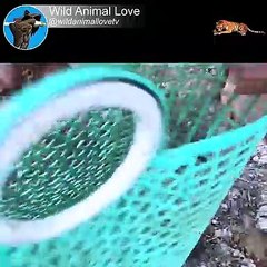 Amazing Catching Pangasius fish, Catfish, Snake-head fish in Dry season