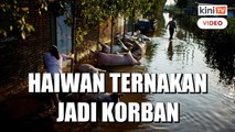 Petani China terpaksa lihat mata pencarian dihanyut banjir