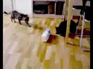 Chat chien et bouteille de lait