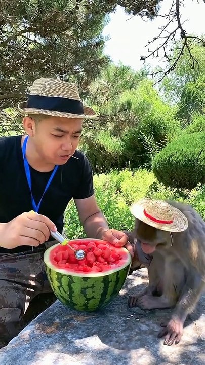 #animal 小猴子的食馕不可恭维！太能装了
