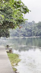 Jungle walk in Singapore 4 | Anthony S Casey Singapore