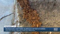 Pesky critters surface after monsoon storms
