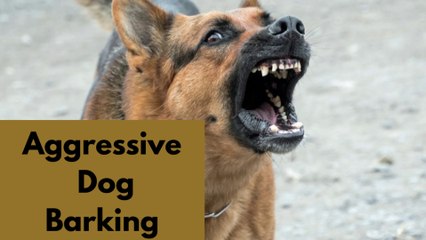 Aggressive Dog Barking Sound Effect | Kingdom Of Awais