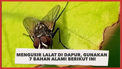 Mengusir Lalat di Dapur, Gunakan 7 Bahan Alami Berikut Ini