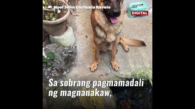 Mga magnanakaw, napaatras ng aso! | GMA News Feed