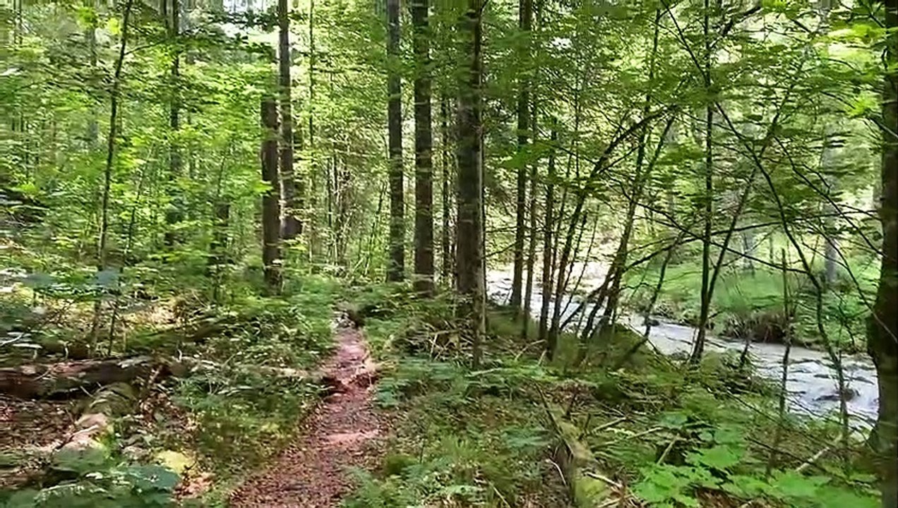 Rehbock ist entlastet: Jagd auf „Peterl“ abgeblasen