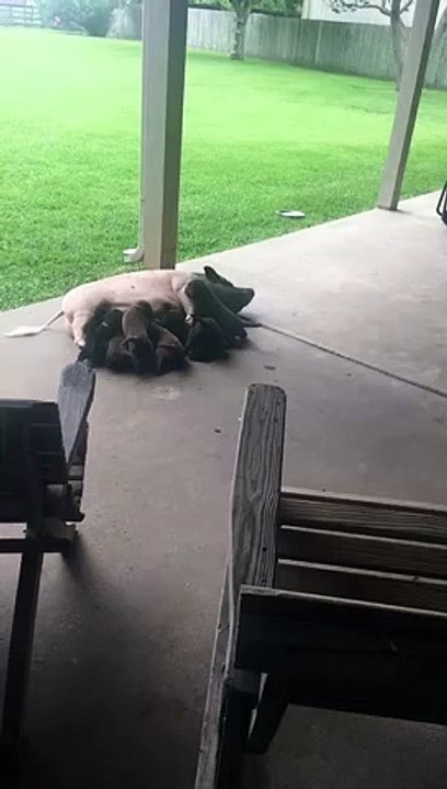 Puppies Try to Feed From Surrogate Pig