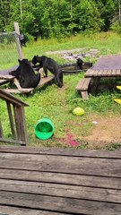 Wild Bears Cool Off in Backyard Pool