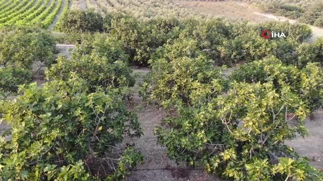 Kraliyet meyvesi Avrupa'ya gitmeye hazırlanırken dökülmeye başladı