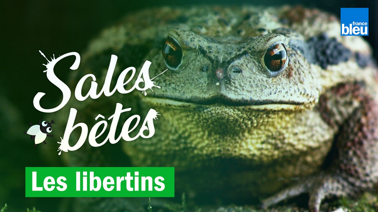 Crapauds, mésanges, crépidules : elles sont libertines, ces sales bêtes !
