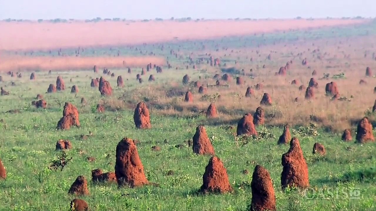 Brazil Savanna Massive Grasslands (巴西大草原)