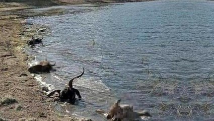 Skandal görüntüler! Kestikleri kurbanların kellerini baraj gölüne atmışlar