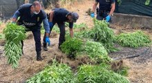 Bronte (CT) - Coltivazione di marijuana, arrestato 55enne (27.07.21)
