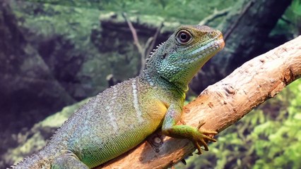 Pets lizards|| Pets animal