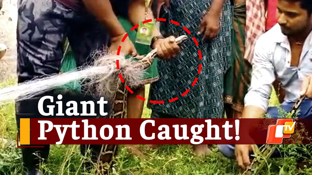 Giant Burmese Python Gets Trapped In Fish Net In Odisha